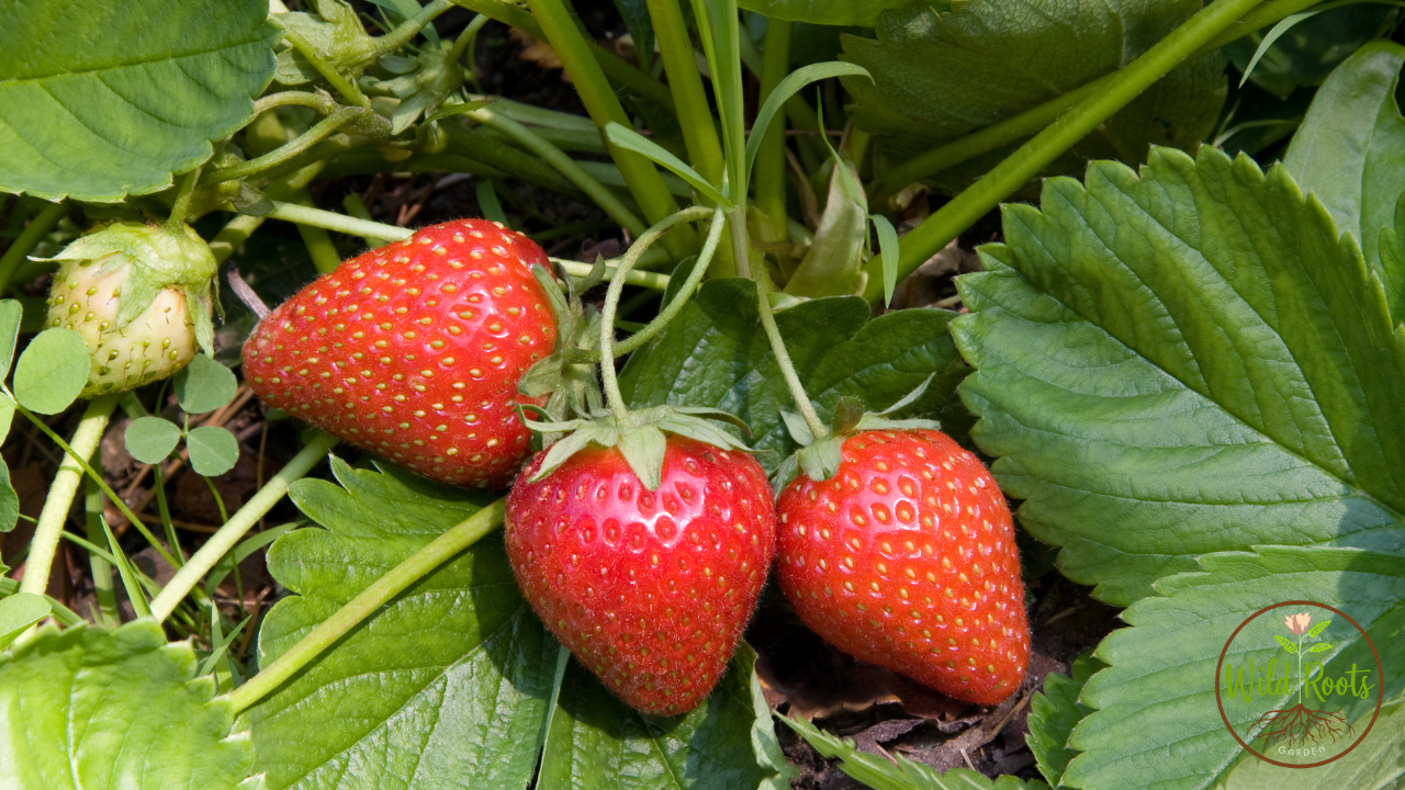 Ants Are Eating My Strawberries! How to protect your harvest