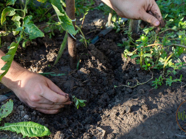 How to Prepare Soil for Vegetable Planting: The Ultimate Guide to a Bountiful Harvest
