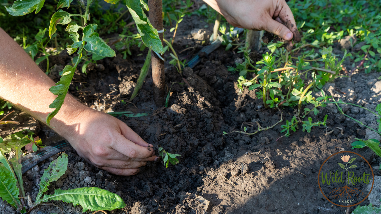 How to Prepare Soil for Vegetable Planting