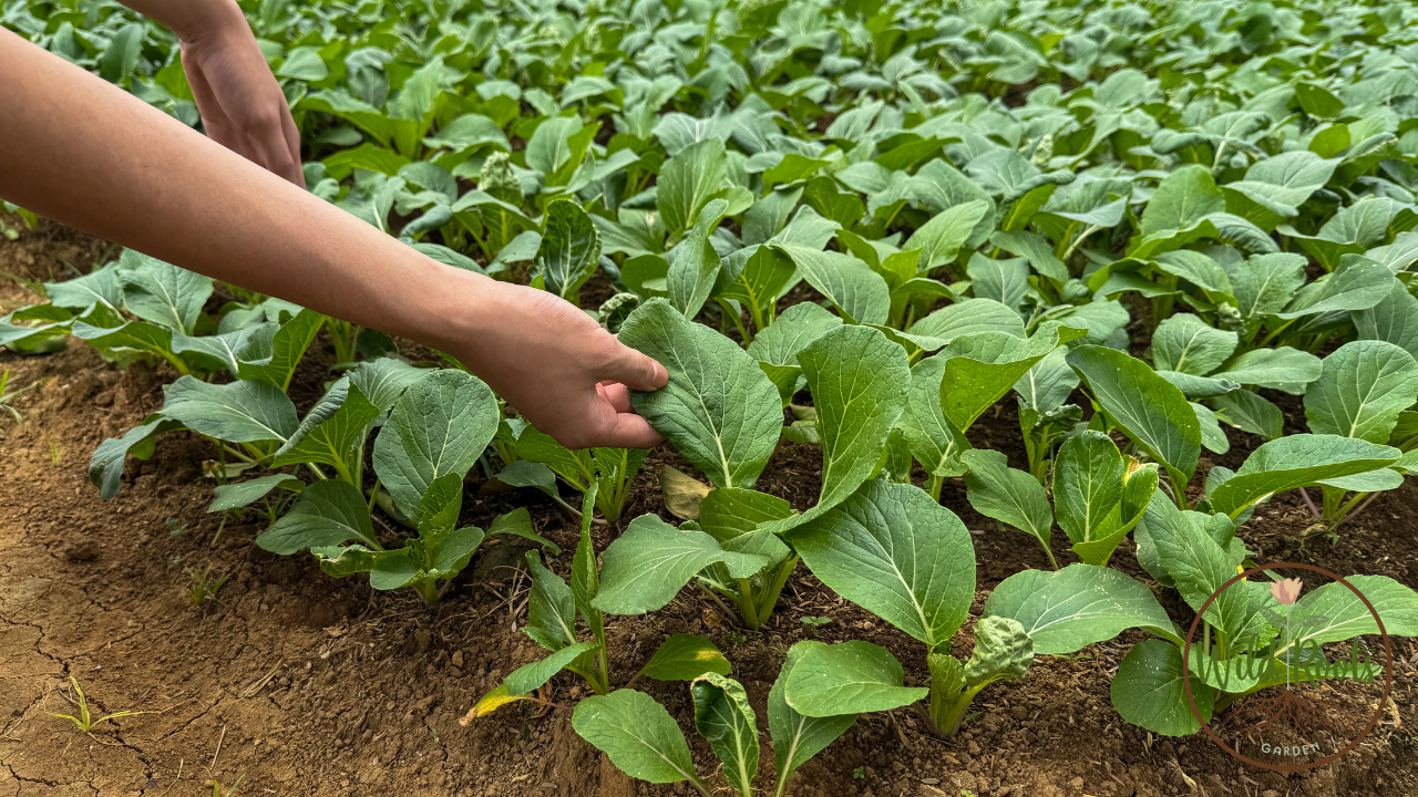 How to Prepare Soil for Vegetable Planting