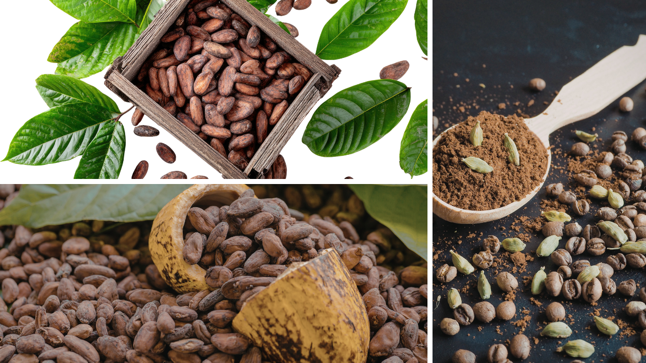 How to collect hibiscus seeds for planting