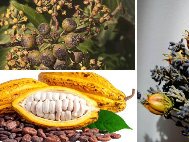 How to collect hibiscus seeds for planting