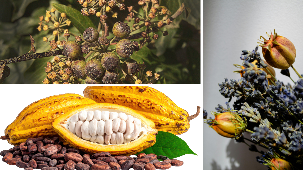 How to collect hibiscus seeds for planting