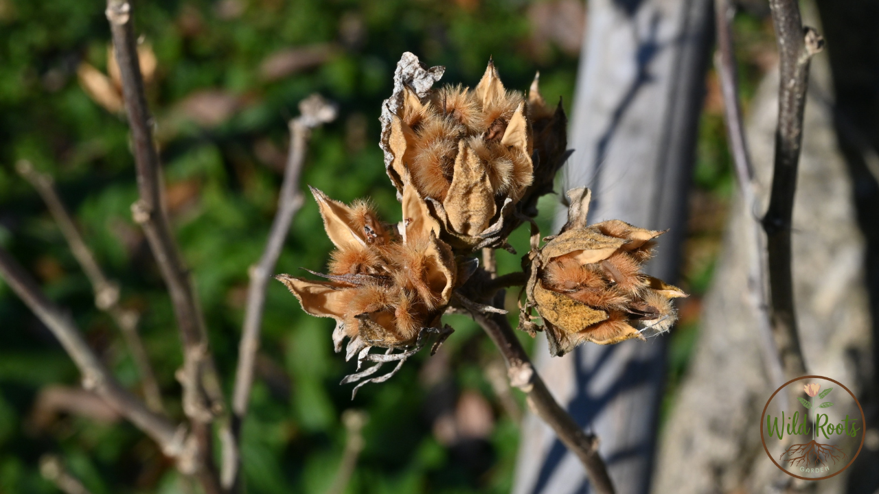 How To Grow Tropical Hibiscus From Seed Indoors