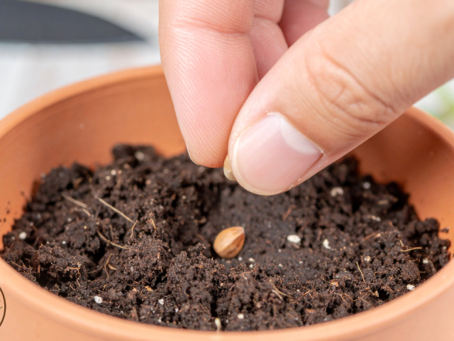 How To Grow Tropical Hibiscus From Seed In Pots