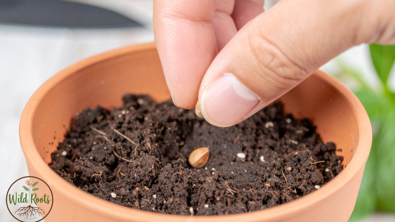 How To Grow Tropical Hibiscus From Seed In Pots
