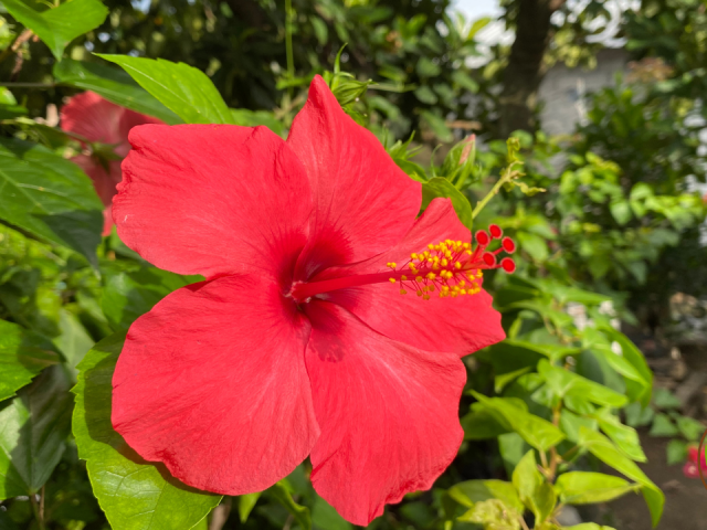 How To Grow Hibiscus Plant From Stem Indoors