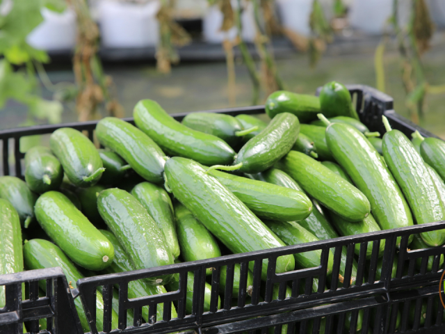 Fast Growing Vegetables For Summer Harvest in Florida