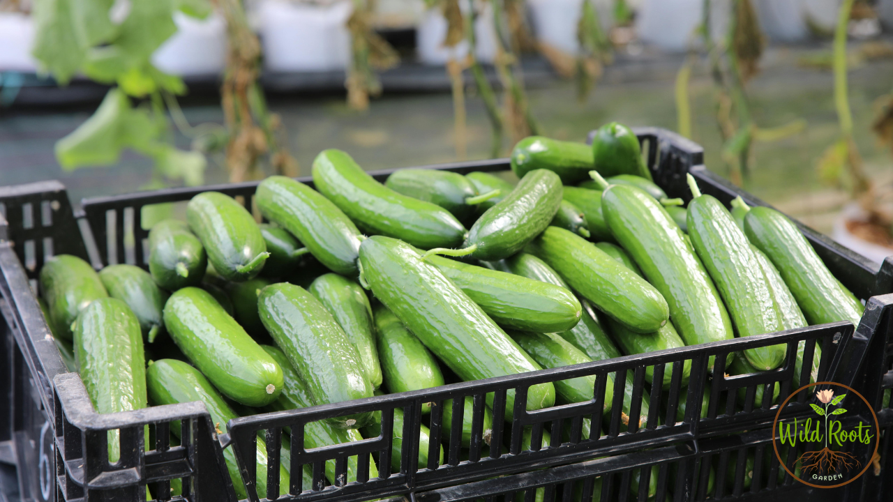 Fast Growing Vegetables For Summer Harvest