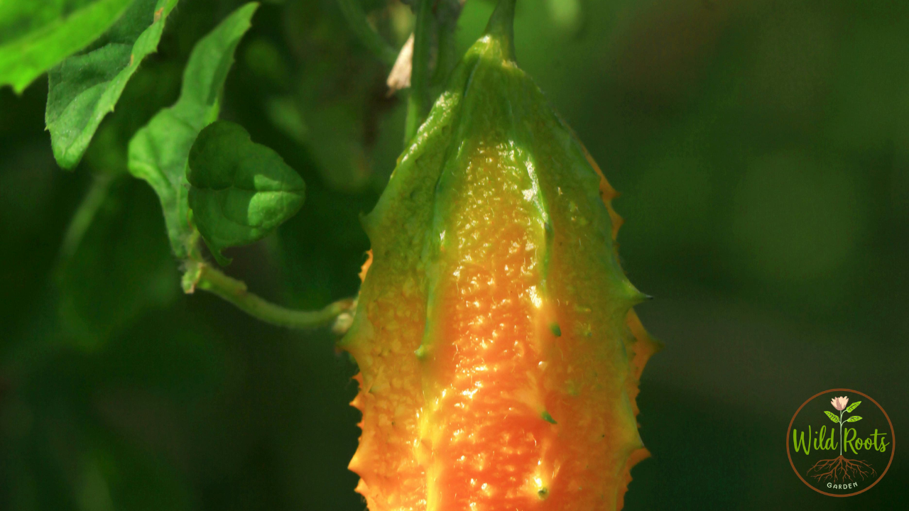 Fast Growing Vegetables For Summer Harvest