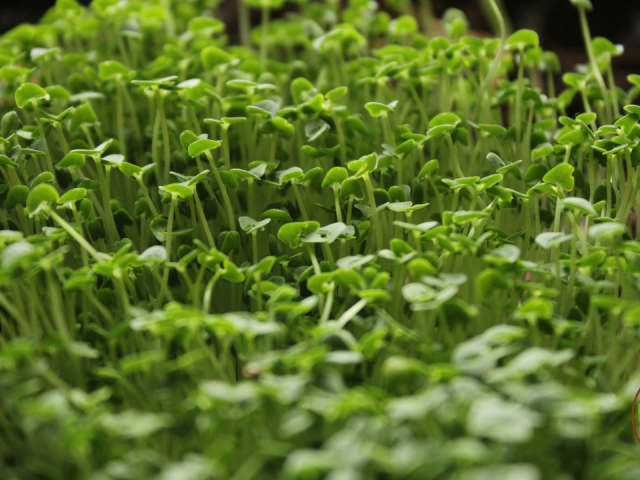 How To Grow Hibiscus From Seed Indoors in Florida