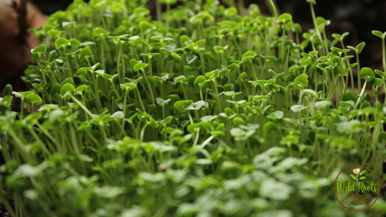 How To Grow Hibiscus From Seed Indoors