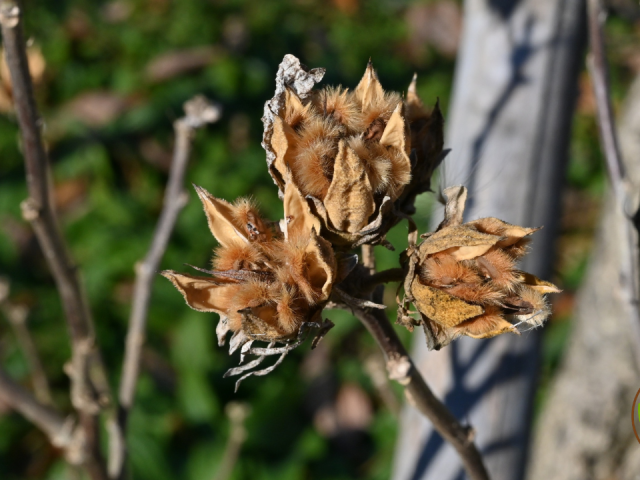 How Many Hibiscus Seeds To Plant in Florida