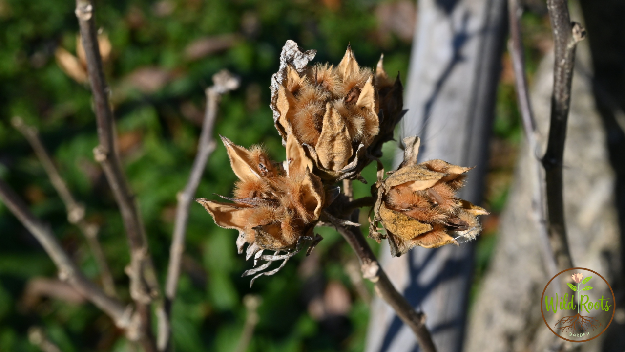 Hibiscus Seeds