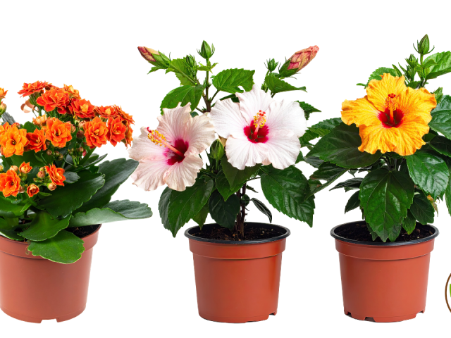 Best Summer Garden Plants Florida Pots Full Sun