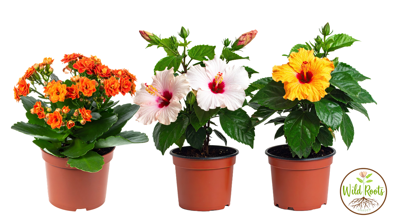 Best Summer Garden Plants Florida Pots Full Sun