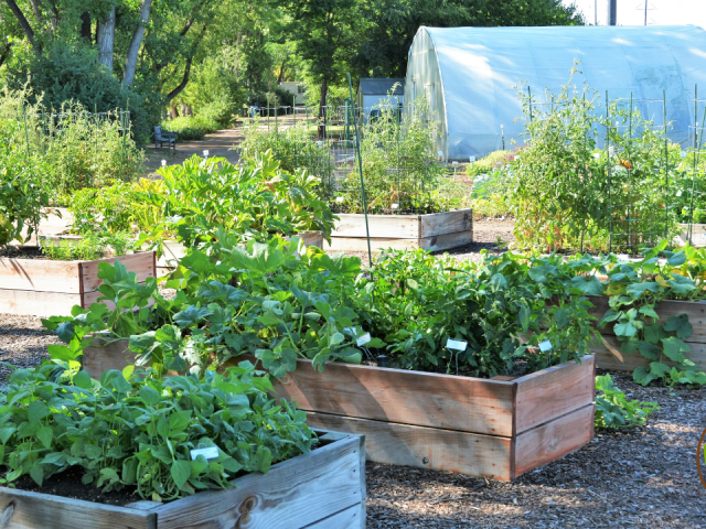 Florida Summer Vegetable Gardening Guide