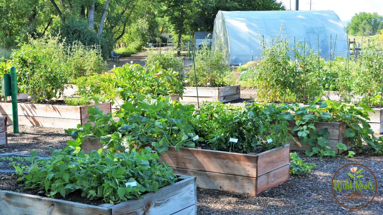 Florida Summer Vegetable Gardening Guide