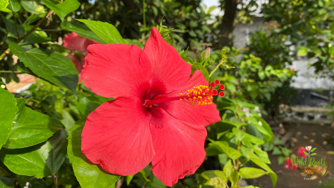 How To Grow Hibiscus Plant From Stem Indoors