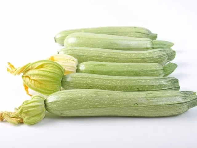 Italian Summer Squash – Honest Review