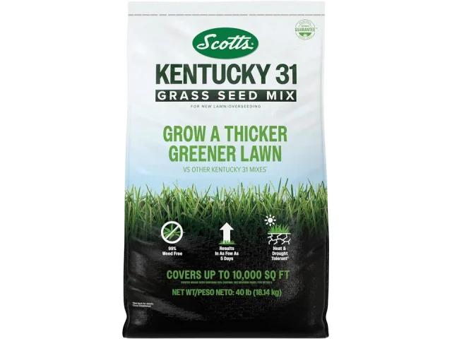 Scotts Kentucky 31 Grass Seed Mix – Is It Worth the Money?