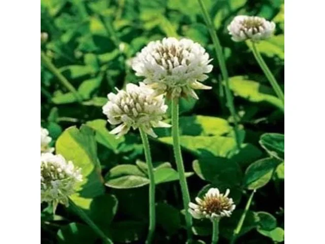 Outsidepride Perennial White Dutch Clover Seed – Honest