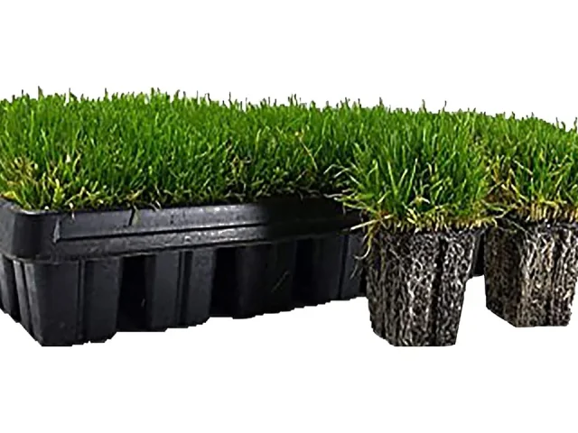 Zoysia Plugs – 50 Large Grass Plugs – Pros & Cons