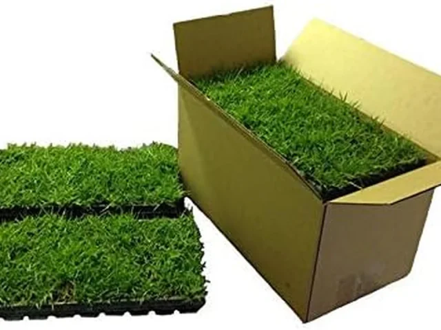 Zoysia Plugs – 100 Full Zoysia Grass Plugs: Expert Review