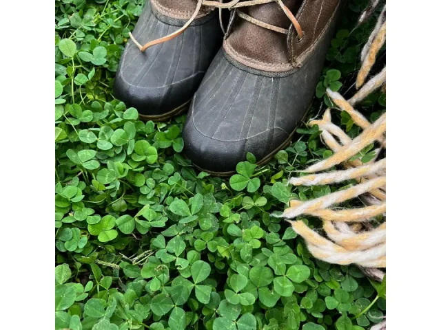 Micro Clover Seed Lawn – 5 Lb Bulk: Is It Worth the Money?