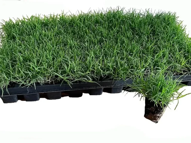 Bermuda Grass Plug Tray EZ Plug 50 – Honest Review