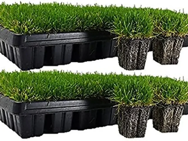 Zoysia Plugs – 100 Large Plugs, Drought Tolerant, Honest