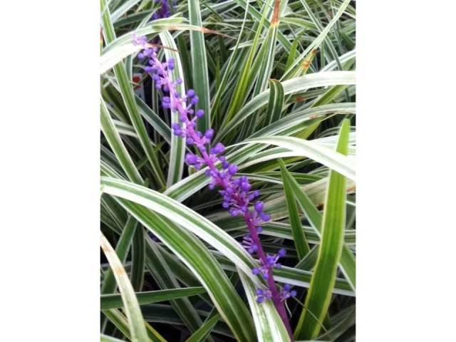 18 Pack – Liriope ‘Variegated’ Grass – Is It Any Good?