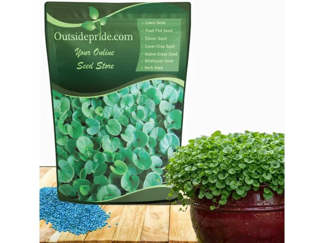 Outsidepride Perennial Dichondra Repens Seeds – Honest
