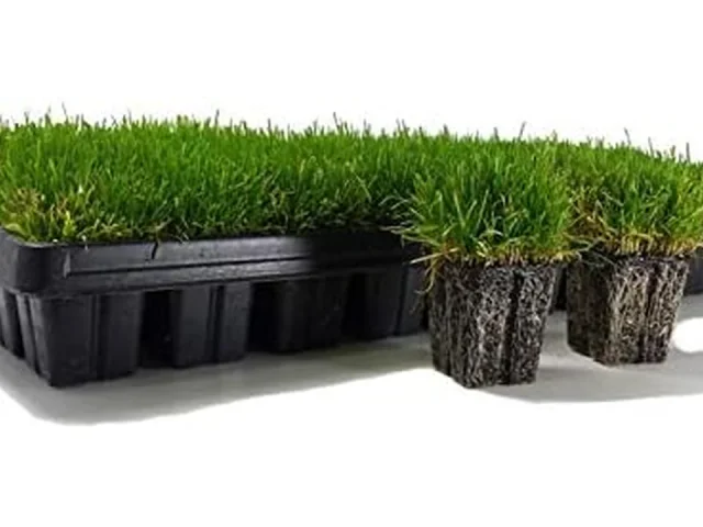 Zoysia Plugs – 200 Large Grass Plugs – Detailed Review