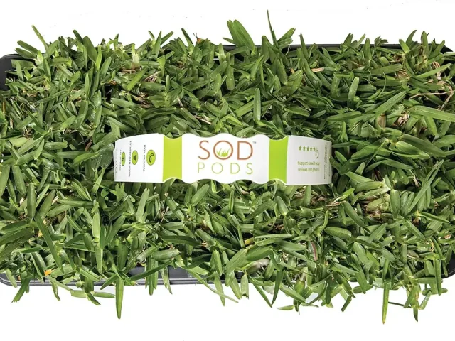 SodPods® St. Augustine CitraBlue Grass Plugs – Honest Review