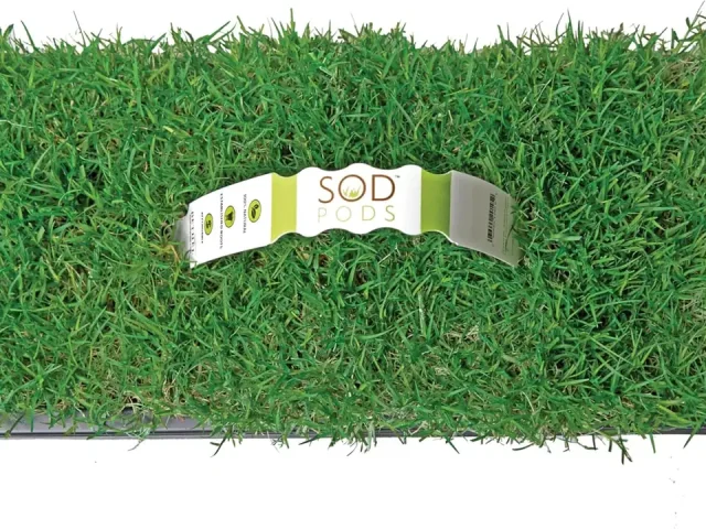 SodPods® Bermuda Grass Plugs – Honest Review