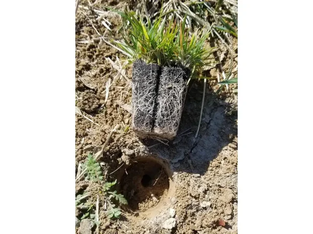 Zoysia Plugs – 50 Large Grass Plugs – Detailed Review