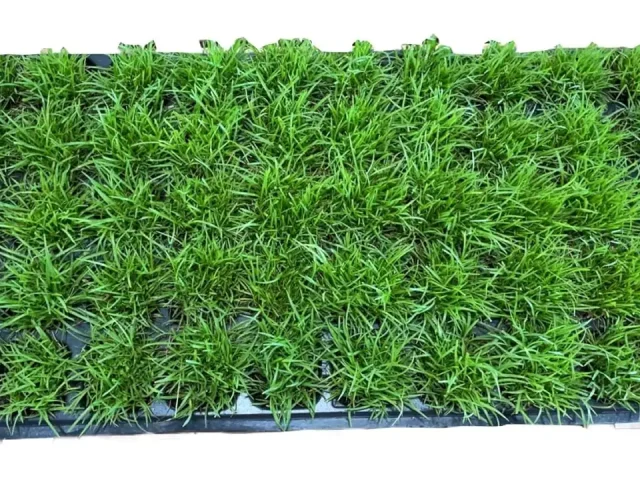 Centipede Grass Plug Tray | EZ Plug 50 – Is It Worth the