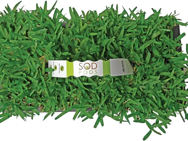 SodPods® St. Augustine Seville Grass Plugs – Detailed Review