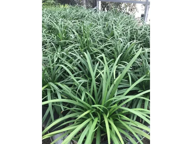 Liriope muscari ‘Big Blue’ Monkey Grass – In-Depth Review