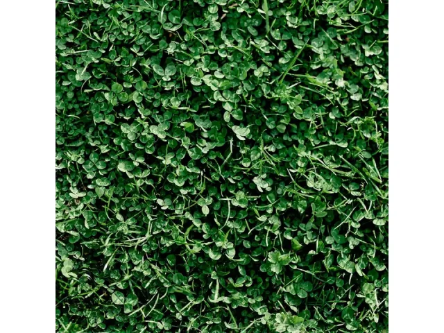 Miniature Clover Seeds – 5 Lb ~2M Seeds: In-Depth Review