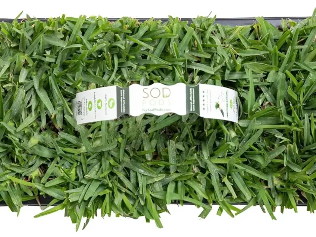 SodPods® St. Augustine Grass Plugs – Honest Review
