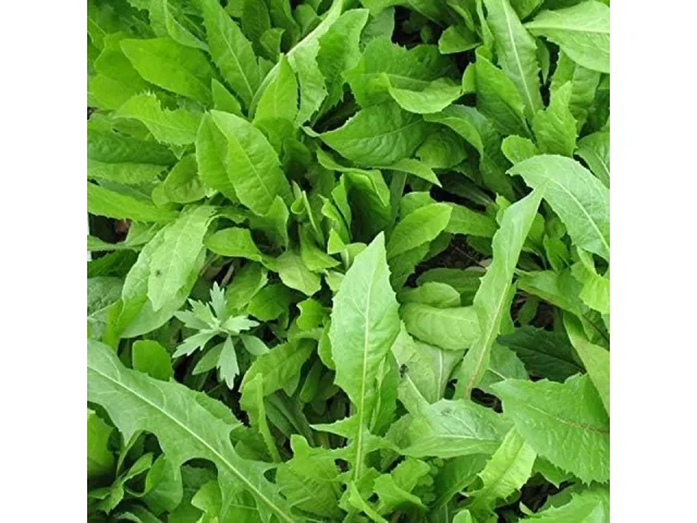 Chicory Food Plot Seeds – Honest Review