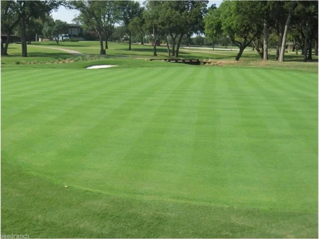 Penncross Bentgrass Seed – Honest Review