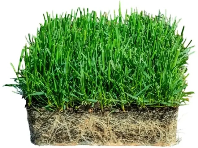 SodPods Fescue Grass Plugs Lawn Repair, 6″ x 6″ – Pros &
