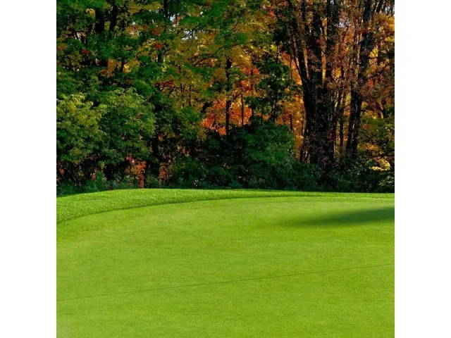 Creeping BentGrass Seeds, 5 Pounds – Detailed Review