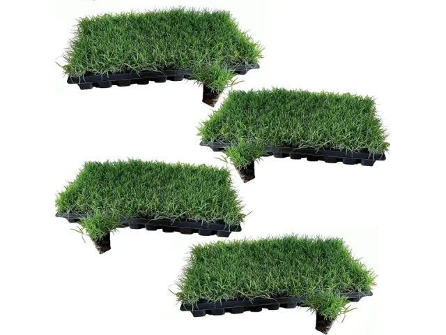 Bermuda Grass Plugs – 200 Large Plugs, Fast Growing, Low