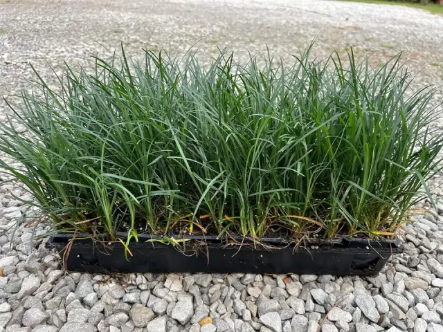Mondo Liriope Grass 3″ 18 Pack Tray – Pros & Cons