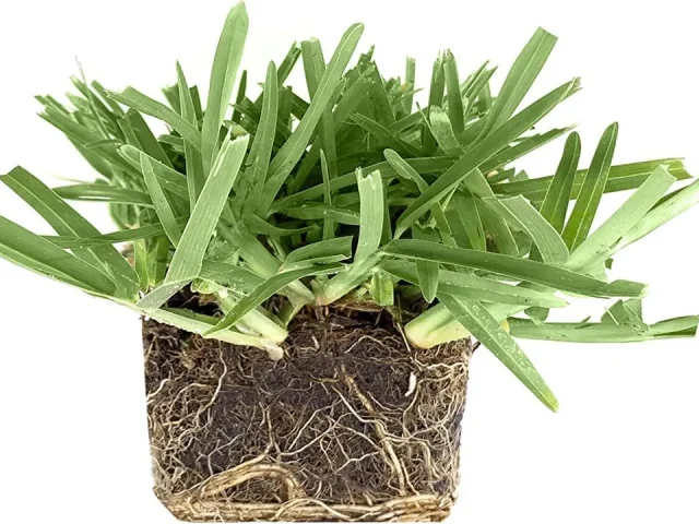 St. Augustine ‘Floratam’ 3 Inch Sod Plugs – In-Depth Review