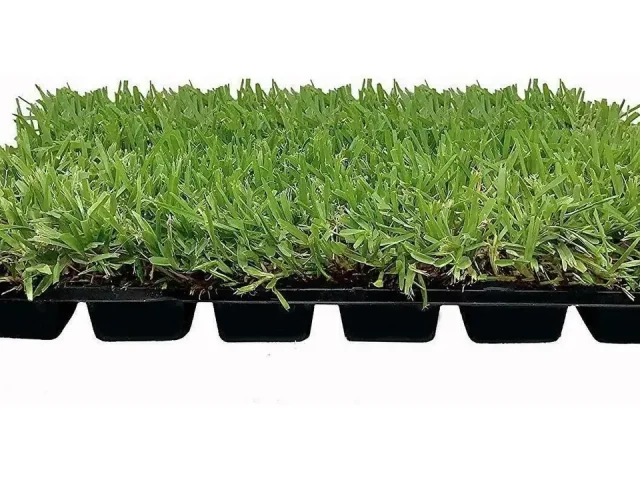 18 St. Augustine ‘Palmetto’ 3 Inch Sod – Is It Worth the
